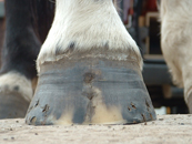 Bristol Hoof Help