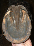 horses faq hoof help bristol